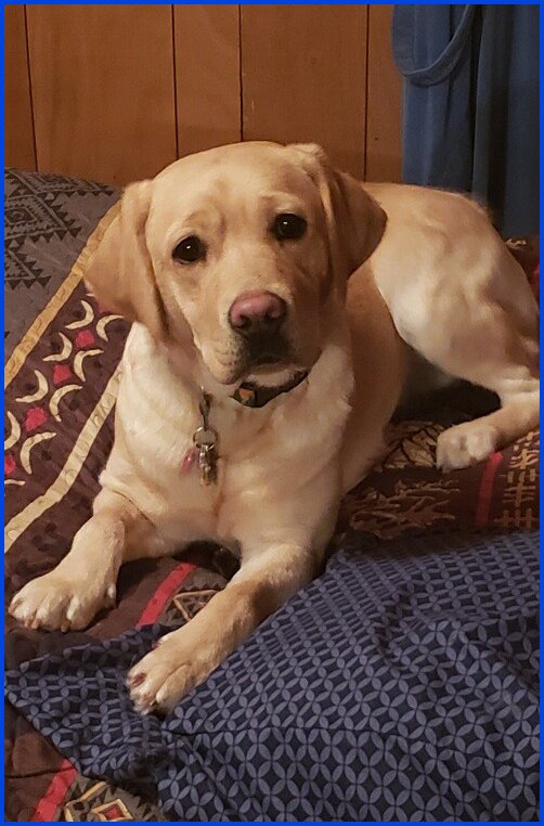 photo of yellow Lab