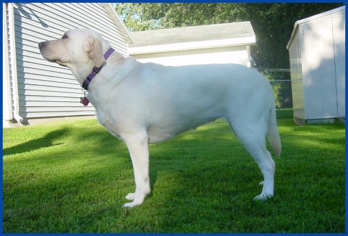 photo of yellow Lab standing