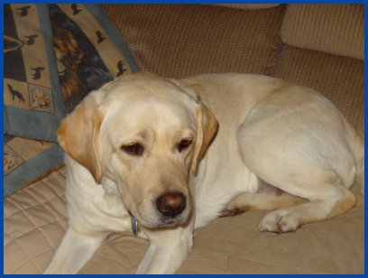 Kiska photo of yellow Lab