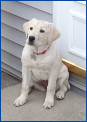 photo of yellow Lab