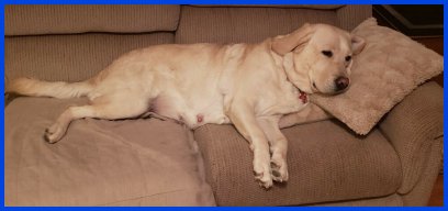 photo of yellow Lab