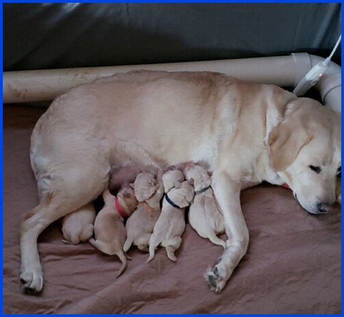 McKenzie's 2021 litter yellow Lab puppies