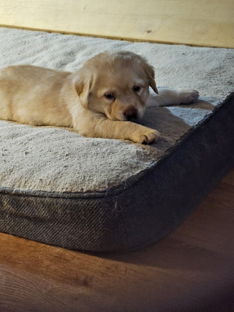 yellow Lab puppies